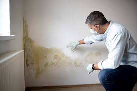 Best Basement Mold Removal  in Poydras, LA